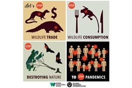 COVID-19 Infographics: Grab and Spread the Word/Available in Multiple Languages: Let’s Stop Wildlife Trade, Stop Wildlife Consumption, Stop Destroying Nature and We will Stop Pandemics